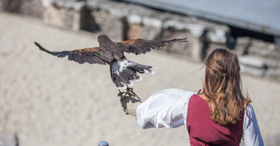 Oiseaux+chevaux au théâtre antique, le retour de Luc Arbogast, Gospel : Vienne Historique prépare activement son édition 2026