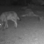 Vidéo-Un reportage de TL 7 : le retour du loup dans le Pilat inquiète chasseurs et éleveurs