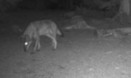 Vidéo-Un reportage de TL 7 : le retour du loup dans le Pilat inquiète chasseurs et éleveurs