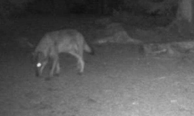 Vidéo-Un reportage de TL 7 : le retour du loup dans le Pilat inquiète chasseurs et éleveurs