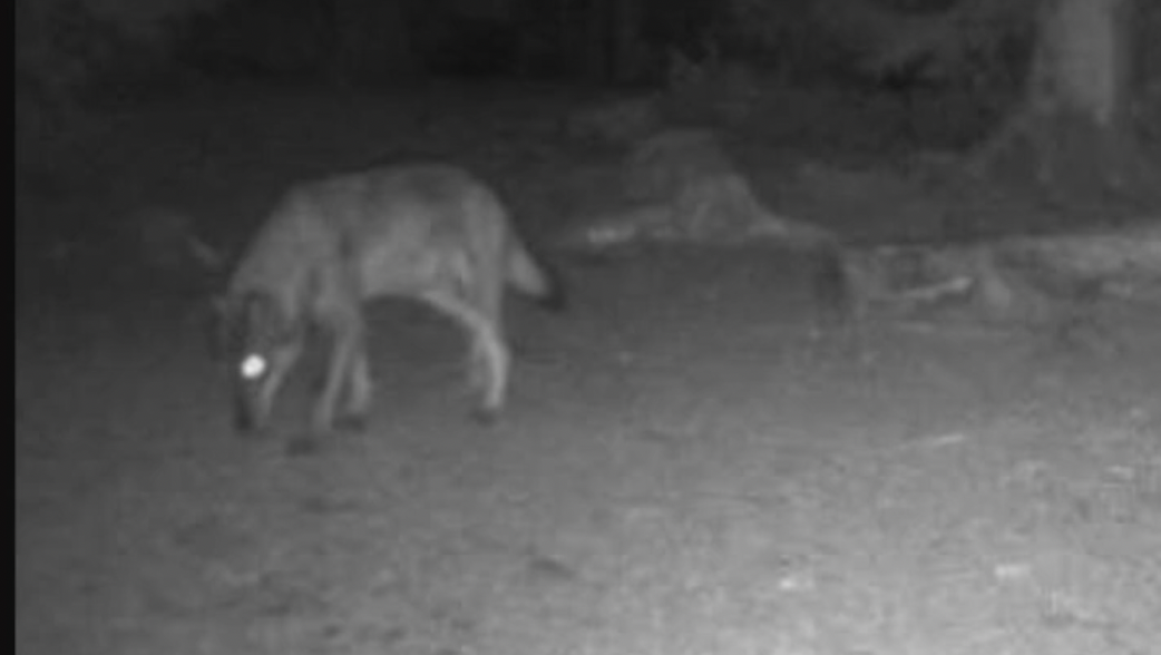 Vidéo-Un reportage de TL 7 : le retour du loup dans le Pilat inquiète chasseurs et éleveurs