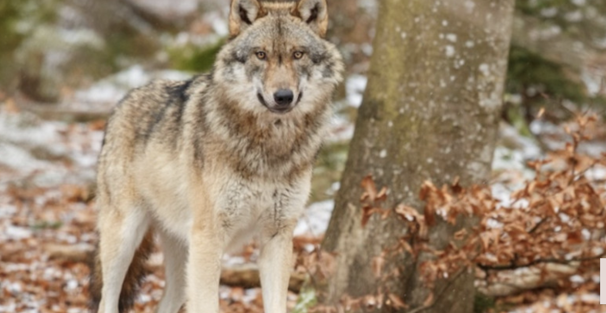 Loup : pour répondre à l’inquiétude grandissante des éleveurs du Pilat, les Jeunes Agriculteurs de la Loire et du Rhône manifestent à Lyon ce soir