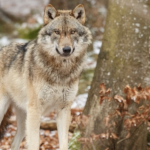 Loup : pour répondre à l’inquiétude grandissante des éleveurs du Pilat, les Jeunes Agriculteurs de la Loire et du Rhône manifestent à Lyon ce soir
