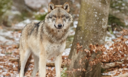 Loup : pour répondre à l’inquiétude grandissante des éleveurs du Pilat, les Jeunes Agriculteurs de la Loire et du Rhône manifestent à Lyon ce soir
