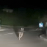 Pour la deuxième fois un loup a été aperçu à Chasse-sur-Rhône :  pour le maire, « pas d’inquiétude excessive, mais prudence »