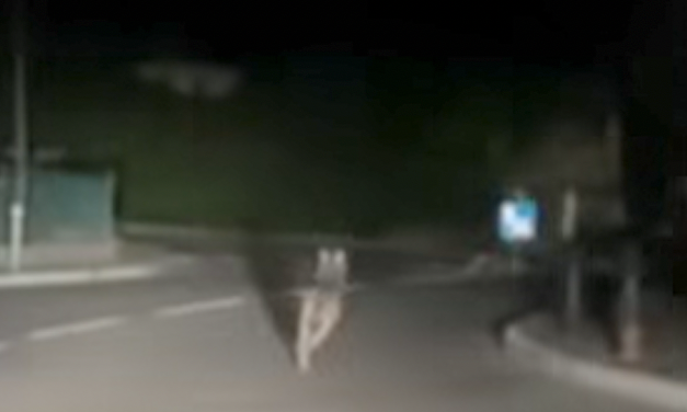 Pour la deuxième fois un loup a été aperçu à Chasse-sur-Rhône :  pour le maire, « pas d’inquiétude excessive, mais prudence »