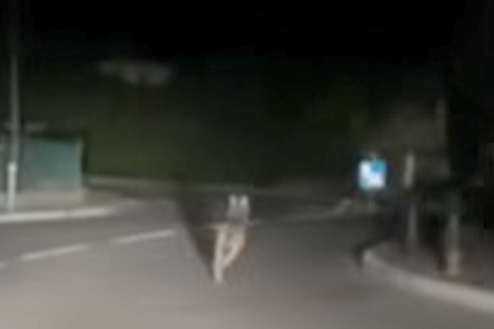 Pour la deuxième fois un loup a été aperçu à Chasse-sur-Rhône :  pour le maire, « pas d’inquiétude excessive, mais prudence »