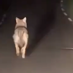 Un loup filmé par des automobilistes à… Chasse-sur-Rhône !