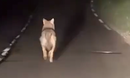 Un loup filmé par des automobilistes à… Chasse-sur-Rhône !