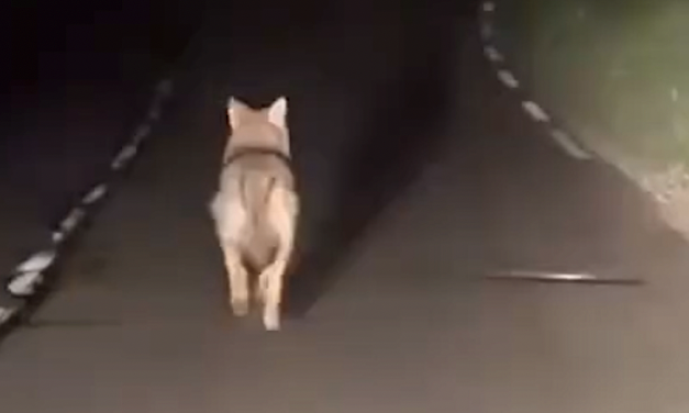 Un loup filmé par des automobilistes à… Chasse-sur-Rhône !
