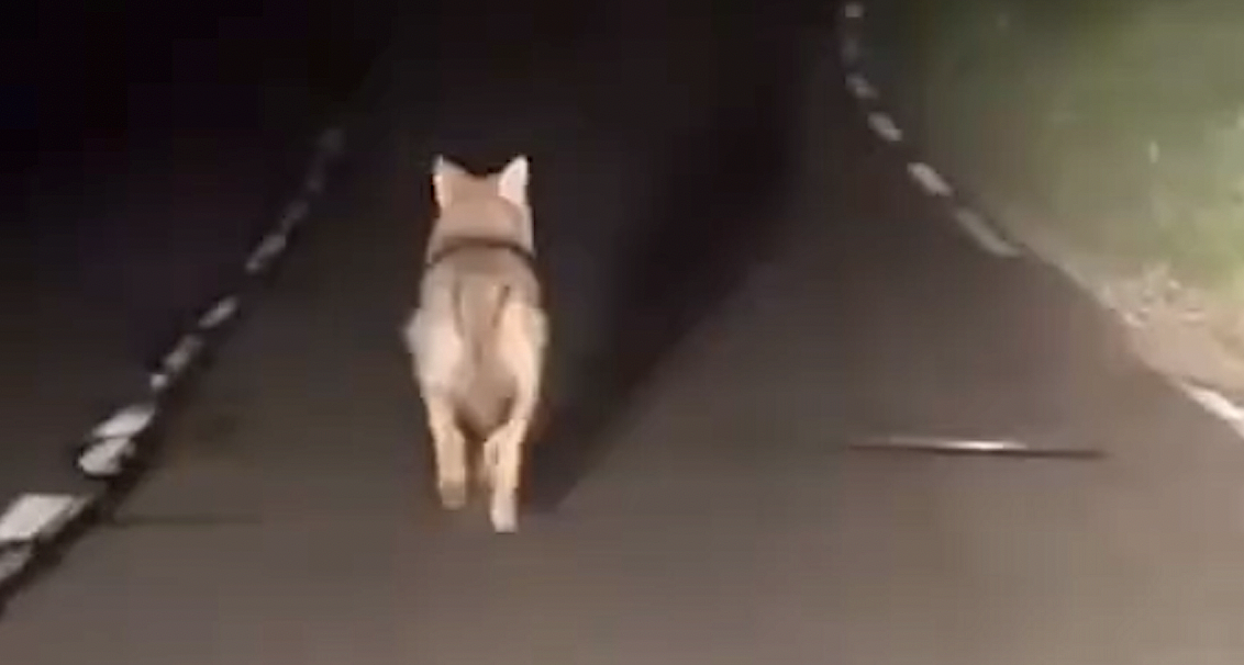 Un loup filmé par des automobilistes à… Chasse-sur-Rhône !