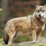 Aux Haies et à Loire-sur-Rhône, notamment : pour la Préfecture, la présence du loup est fort probable dans la partie rhodanienne de Vienne Condrieu Agglomération