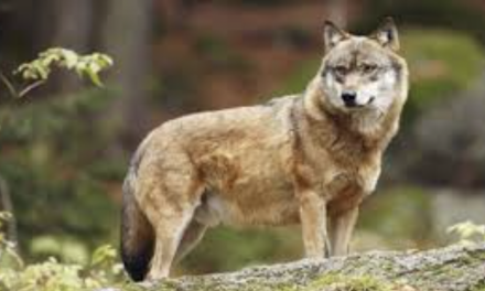 Aux Haies et à Loire-sur-Rhône, notamment : pour la Préfecture, la présence du loup est fort probable dans la partie rhodanienne de Vienne Condrieu Agglomération