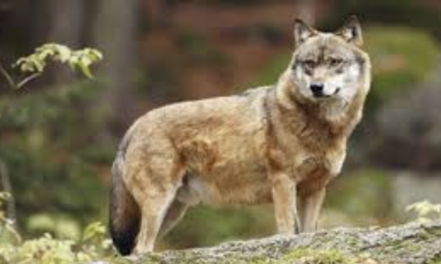 Aux Haies et à Loire-sur-Rhône, notamment : pour la Préfecture, la présence du loup est fort probable dans la partie rhodanienne de Vienne Condrieu Agglomération