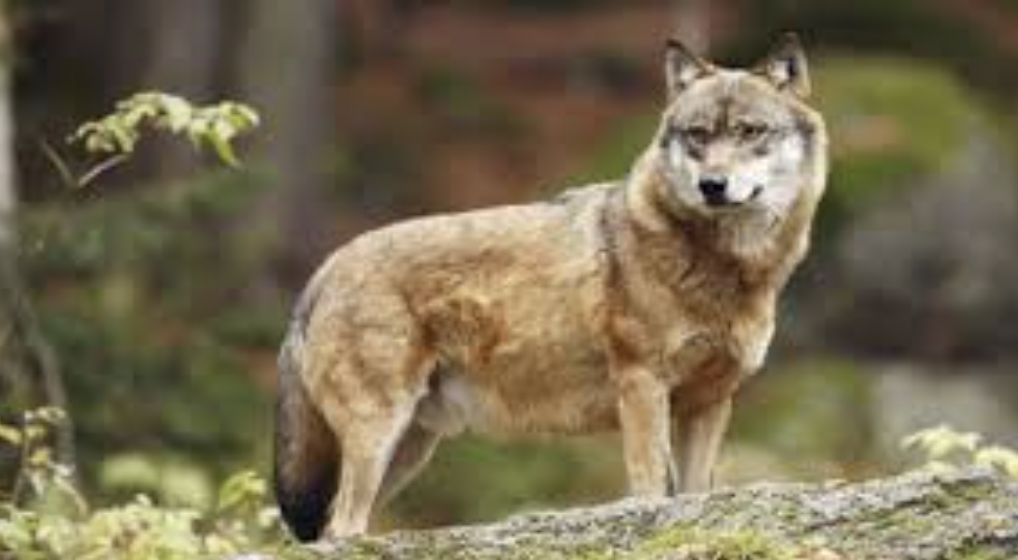 Aux Haies et à Loire-sur-Rhône, notamment : pour la Préfecture, la présence du loup est fort probable dans la partie rhodanienne de Vienne Condrieu Agglomération