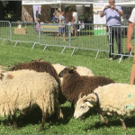 Naturama l’association environnementale de Sainte-Colombe  qui ne cesse de grandir a développé une  appli , « Mon Berger Local » qui promeut l’écopâturage dans toute la France