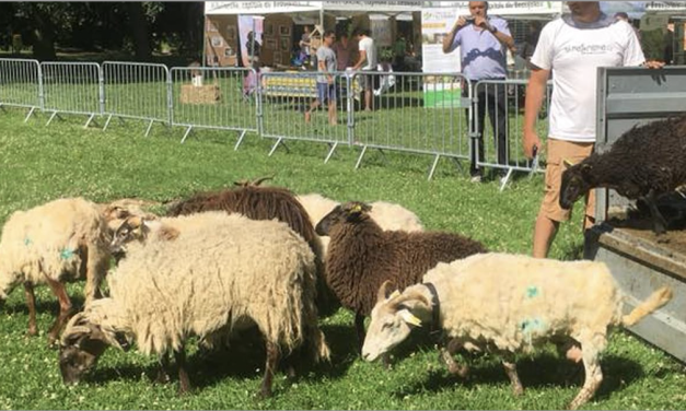 Naturama l’association environnementale de Sainte-Colombe  qui ne cesse de grandir a développé une  appli , « Mon Berger Local » qui promeut l’écopâturage dans toute la France