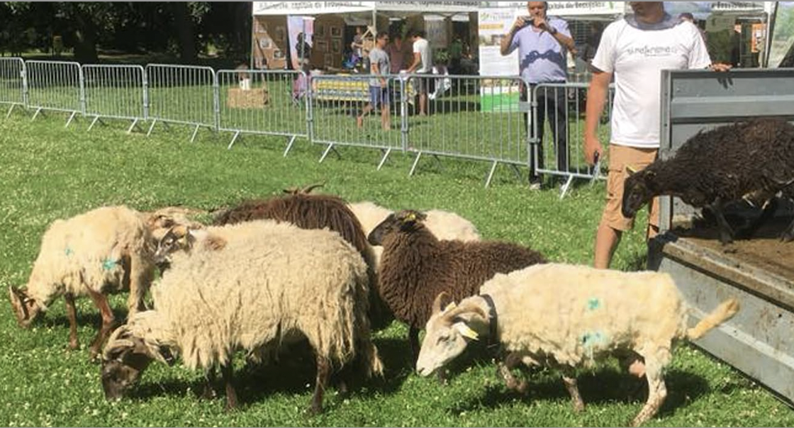 Naturama l’association environnementale de Sainte-Colombe  qui ne cesse de grandir a développé une  appli , « Mon Berger Local » qui promeut l’écopâturage dans toute la France