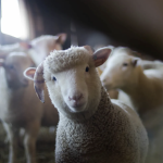 Vingt-sept agriculteurs participeront cette année au « Printemps des fermes » qui se déroulera le 23 mai