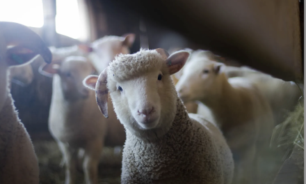 Vienne Condrieu Agglomération : vingt-sept agriculteurs participeront cette année au « Printemps des fermes » qui se déroulera le 23 mai