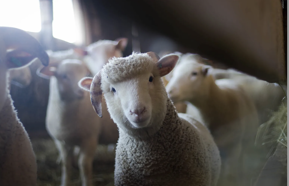 Vingt-sept agriculteurs participeront cette année au « Printemps des fermes » qui se déroulera le 23 mai