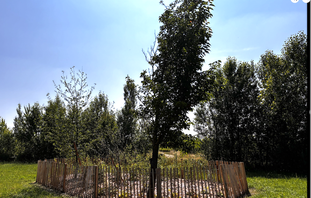 Chasse-sur-Rhône : inauguré il  y a un an, poursuite de la végétalisation et de nouveaux équipements en vue pour le parc Moleye