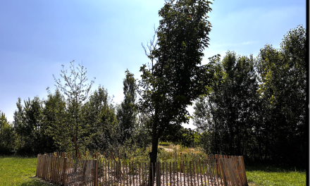 Chasse-sur-Rhône : inauguré il  y a un an, poursuite de la végétalisation et de nouveaux équipements en vue pour le parc Moleye