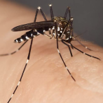 Est Lyonnais : Mions s’apprête  à  relâcher sur la commune …15 millions de moustiques tigres mâles stériles…