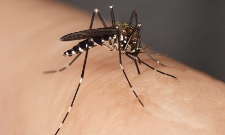 Est Lyonnais : Mions s’apprête  à  relâcher sur la commune …15 millions de moustiques tigres mâles stériles…