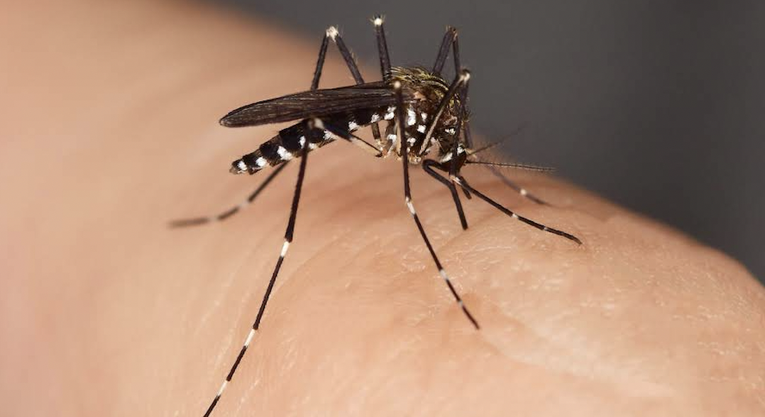 Est Lyonnais : Mions s’apprête  à  relâcher sur la commune …15 millions de moustiques tigres mâles stériles…