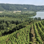 Avec Vienne Condrieu Agglomération comme porte d’entrée, le dossier de candidature des Côtes du Rhône Nord au Patrimoine Mondial de l’Unesco  pourrait être déposé fin 2027