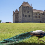 Repris par la famille Deron il y a huit ans, le château de Septème mis en vente pour 3,8 millions d’euros