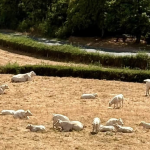 Face à la sécheresse, la préfecture de l’Isère met en place une cellule de crise