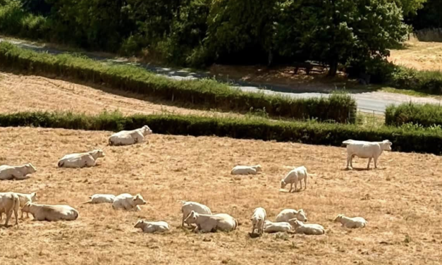 Face à la sécheresse, la préfecture de l’Isère met en place une cellule de crise
