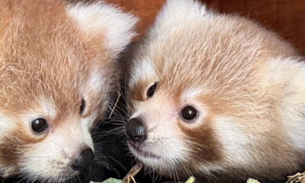 Deux pandas roux sont nés au Safari Parc de Peaugres en Ardèche : une 1ère depuis 2014