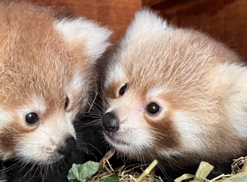 Deux pandas roux sont nés au Safari Parc de Peaugres en Ardèche : une 1ère depuis 2014