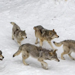 Le loup s’est bien installé dans le Pilat :  la présence d’une 1ère meute confirmée, le préfet renforce les mesures