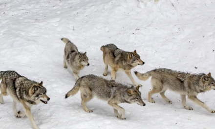 Le loup s’est bien installé dans le Pilat :  la présence d’une 1ère meute confirmée, le préfet renforce les mesures