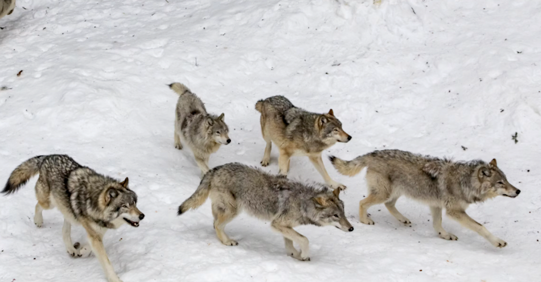 Le loup s’est bien installé dans le Pilat :  la présence d’une 1ère meute confirmée, le préfet renforce les mesures
