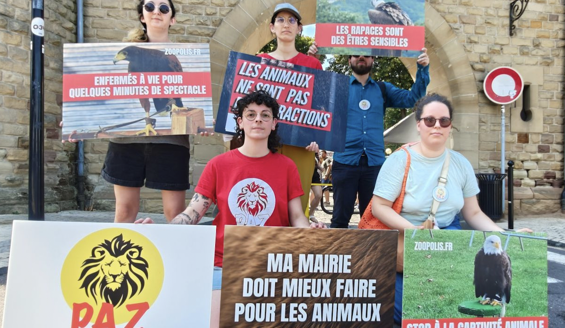L’association PAZ dénonce l’utilisation de rapaces pour le spectacle au théâtre antique ce week-end : Jocelyne Gard, la présidente de Vienne Historique répond