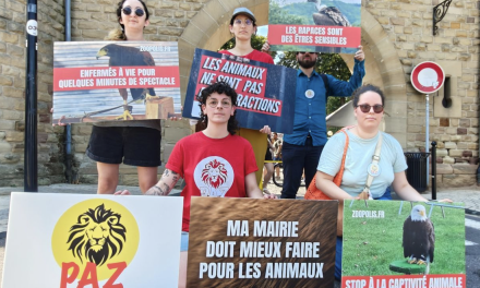 L’association PAZ dénonce l’utilisation de rapaces pour le spectacle au théâtre antique ce week-end : Jocelyne Gard, la présidente de Vienne Historique répond