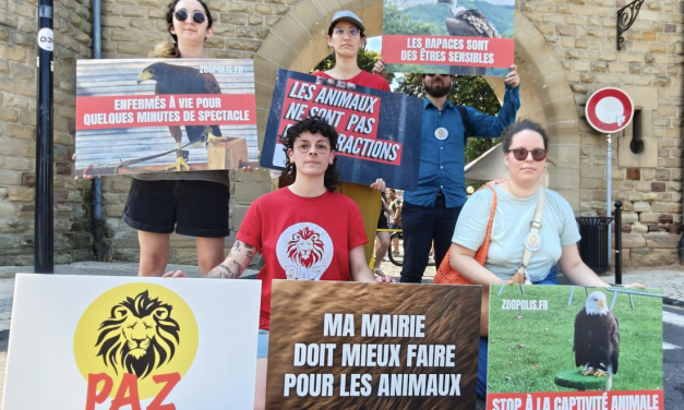 L’association PAZ dénonce l’utilisation de rapaces pour le spectacle au théâtre antique ce week-end : Jocelyne Gard, la présidente de Vienne Historique répond