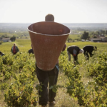 Elles n’ont jamais démarré si tôt : les vendanges débutent aujourd’hui  jeudi 13 août dans le Beaujolais