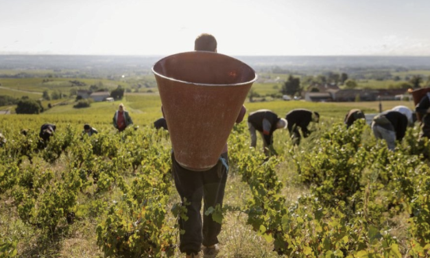 Elles n’ont jamais démarré si tôt : les vendanges débutent aujourd’hui  jeudi 13 août dans le Beaujolais