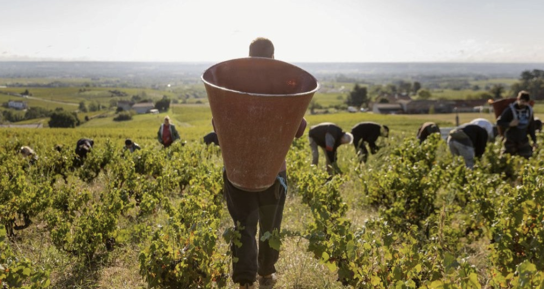 Elles n’ont jamais démarré si tôt : les vendanges débutent aujourd’hui  jeudi 13 août dans le Beaujolais