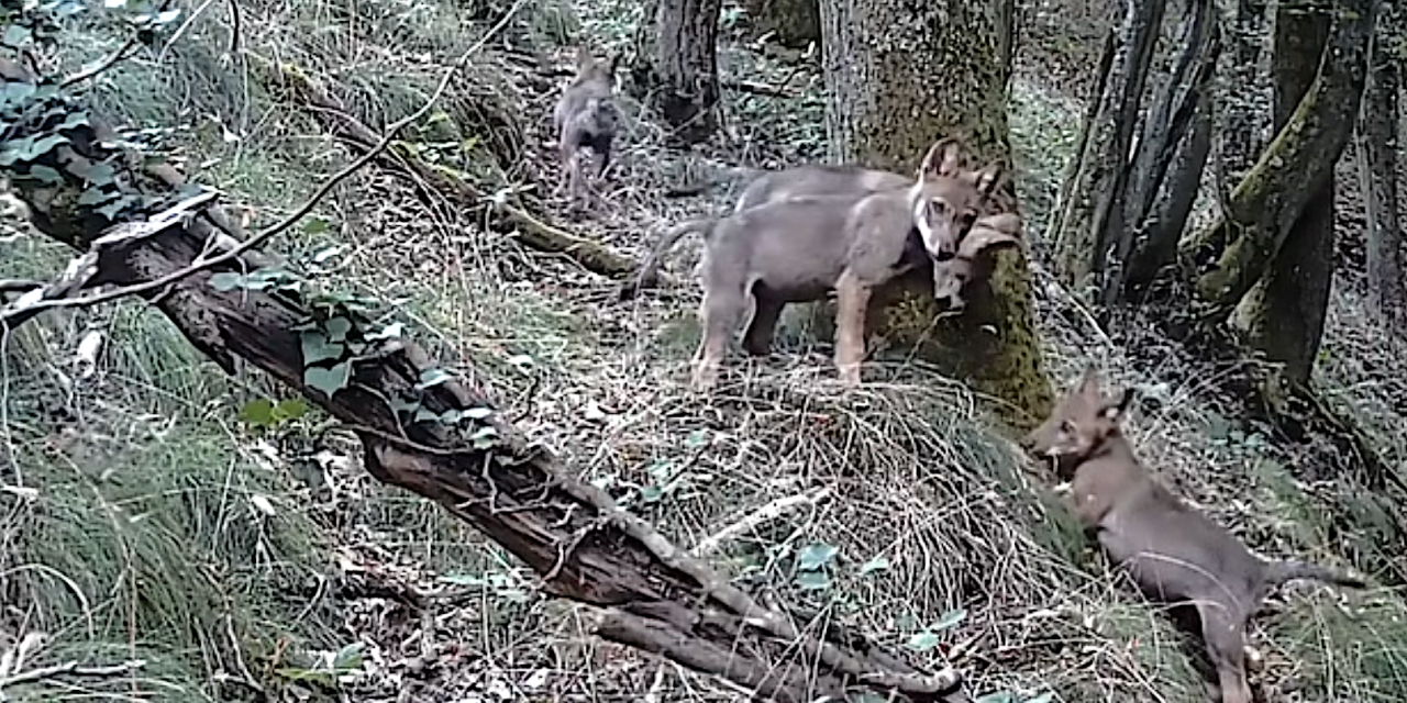 Vienne Condrieu Agglomération-Pour la 1ère fois, quatre louveteaux captés par une caméra dans le Pilat rhodanien