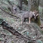 Vienne Condrieu Agglomération-Pour la 1ère fois, quatre louveteaux captés par une caméra dans le Pilat rhodanien