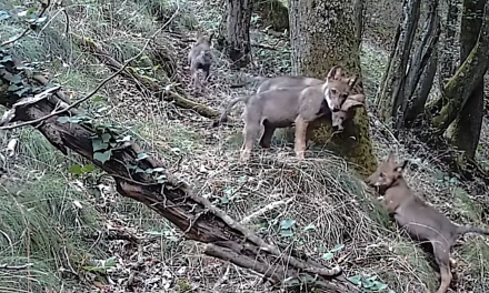 Vienne Condrieu Agglomération-Pour la 1ère fois, quatre louveteaux captés par une caméra dans le Pilat rhodanien