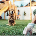 Propriétaires de chiens, vous risquez désormais 150 euros d’amende à Vienne si vous n’avez pas de sac de déjection canine avec vous en promenant toutou
