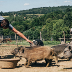 Chonchon, le cochon pédagogique du Domaine du Charme à Monstseveroux tué par un chasseur !